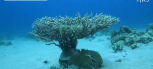Triste nouvelle : En raison de la tempête, environ 75% des coraux d’Eilat ont été endommagés (vidéo)