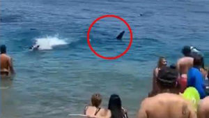🔴 Panique ce Shabath sur la plage d’Eilat à cause de la présence d’un requin à côté des baigneurs