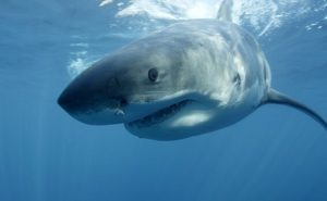 Israel met en garde : les requins sont déjà au large des côtes d’Israël (Hadera)