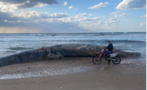 🔴 Catastrophe écologique en Israël : l’autopsie de la baleine échouée montre la présence d’hydrocarbures
