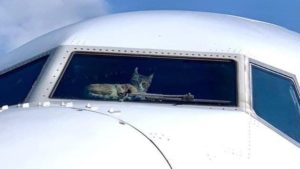 Un chat s’est infiltré dans le cockpit d’un avion El Al causant de lourds dégâts