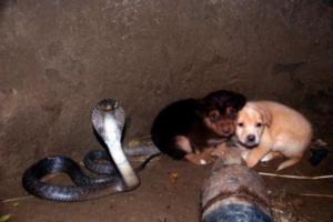 Deux chiots sont tombés dans un puit avec un serpent cobra : la réaction du serpent vous étonnera