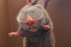 Rencontrez le rat d’Eretz Israel, un rongeur résistant au cancer qui fascine les scientifiques