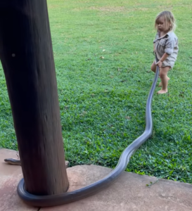 Vidéo étonnante : un enfant de deux ans a joué avec un gros serpent dangereux et c’est ainsi que cela s’est terminé