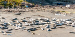 Signe de la venue du Messie ? Des milliers de poissons morts recouvrent la plage de Haïfa