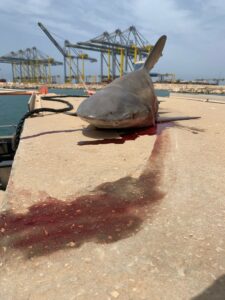 Un requin nageoire a été retrouvé mort dans la piscine de refroidissement de la centrale électrique d’Eshkol à Ashdod
