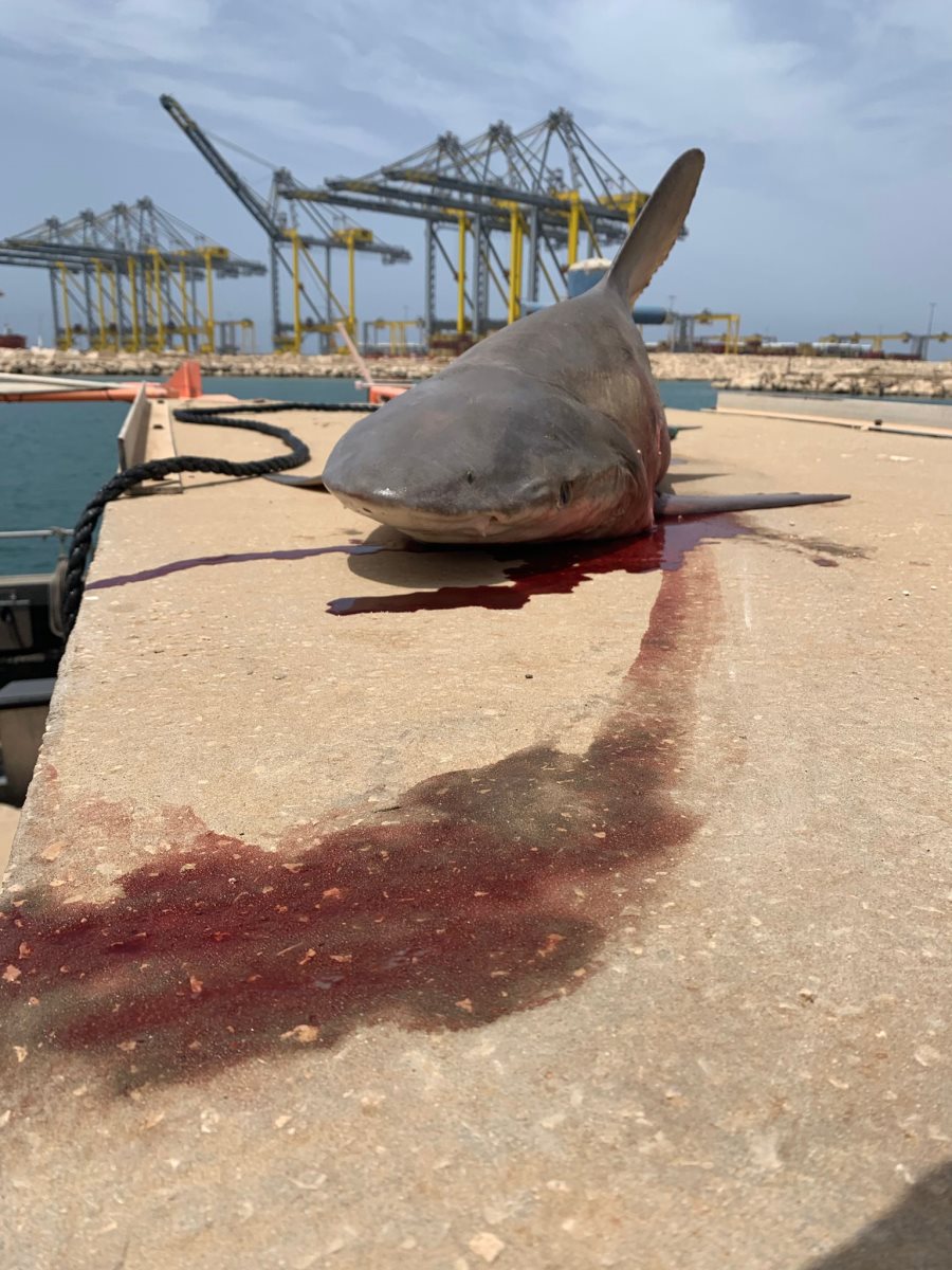 Egypte: Un requin attaque une femme dans le sud du Sinaï