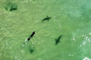 L’Autorité des parcs met en garde contre la baignade : les requins sont de retour en Israël