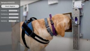 Recherche israélienne : des chiens ont détecté un cancer, même à un stade précoce, avec un niveau de précision de 92,8 %