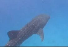 Le requin-baleine de Gaza : l’innocence massacrée d’un peuple pris en otage par sa propre violence