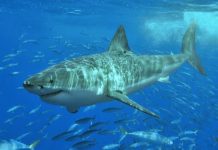 Frayeur sur la côte : un requin aperçu à Bat Yam, toutes les plages fermées par précaution