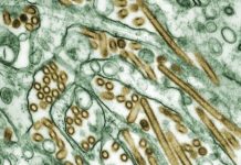 Épidémie dangereuse en Iran : le virus H5N1 se propage, l’OMS alerte sur un risque régional