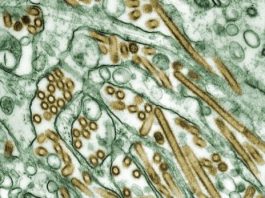 Épidémie dangereuse en Iran : le virus H5N1 se propage, l’OMS alerte sur un risque régional