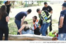 TragĂ©die au Sharon : un ouvrier de 41 ans tuĂ© par la chute dâun arbre lors de travaux dâĂ©lagage