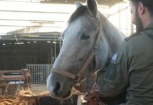 Après une semaine de tensions : le cheval dont la disparition avait déclenché des émeutes dans le Néguev a été retrouvé