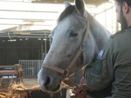 Après une semaine de tensions : le cheval dont la disparition avait déclenché des émeutes dans le Néguev a été retrouvé