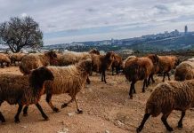 Deux touristes agressent un berger juif en Judée-Samarie et seront expulsés d’Israël