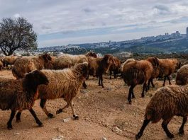 Deux touristes agressent un berger juif en Judée-Samarie et seront expulsés d’Israël