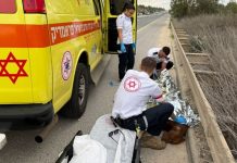 Attaqué par un sanglier près de Shoham : un jeune homme blessé, deux chiens grièvement touchés