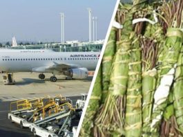 Deux Israéliennes détenues en Tchéquie : l’affaire du qat qui tourne au cauchemar judiciaire