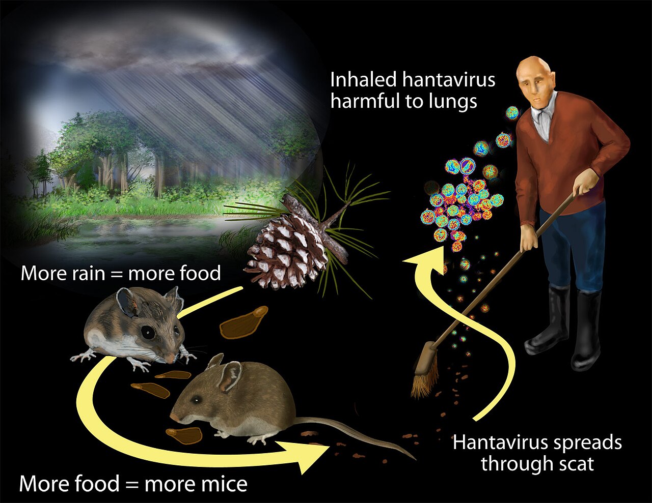 Hantavirus : des vols de rapatriement déjà prévus vers plusieurs pays dont la France 2 Hantavirus Outbreaks 4942114492