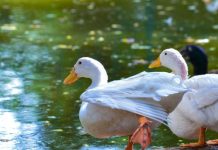 Des ouvriers chinois ont été surpris en train de voler des canards dans un parc de Ramat Gan : telle était leur explication
