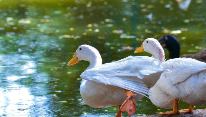 canard dans un parc