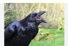 « Il m’a attaquée jusqu’au sang » : un corbeau s’est jeté sur une journaliste — voici la réponse de la mairie