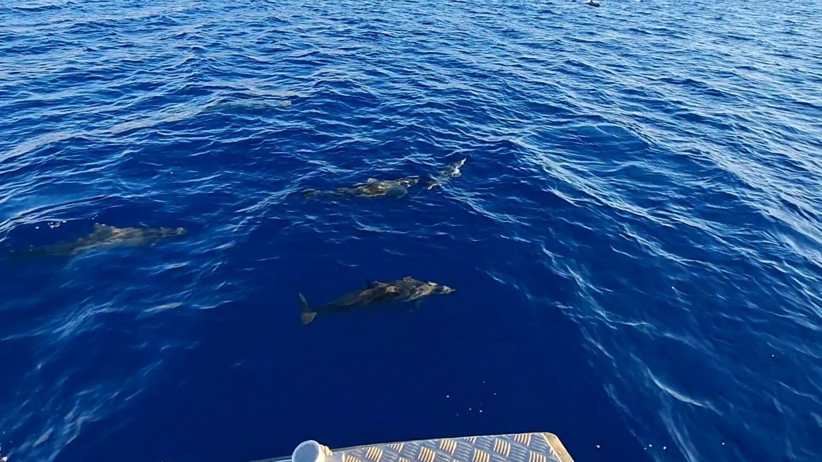 Spectacle au large d'Eilat : « Des dizaines de dauphins se sont approchés de notre itinéraire de croisière » 1 post u342586 6a1bf583877a3 1780217219