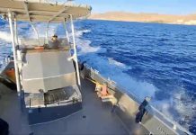 Spectacle au large d’Eilat : « Des dizaines de dauphins se sont approchés de notre itinéraire de croisière »
