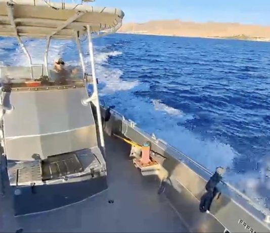 Spectacle au large d’Eilat : « Des dizaines de dauphins se sont approchés de notre itinéraire de croisière »
