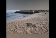 Les tortues marines envahissent les plages d’Israël : le public est appelé à la vigilance