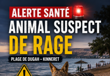 En plein Shabbat, le ministère de la Santé publie une alerte urgente : un animal suspect de rage signalé sur une plage de la Kinneret