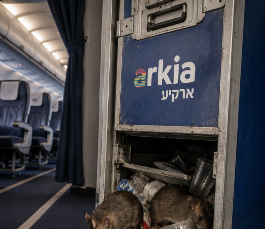 Des rats découverts à bord d’un avion Arkia rentrant de Grèce