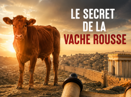 Le secret de la Vache Rousse dévoilé