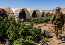 Près de 10 000 plants de marijuana détruits : 24 serres de drogue localisées dans une zone de tir dans le sud