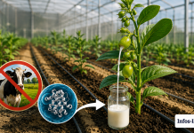 « MOUUUVEZ-VOUS LES VACHES » : des scientifiques israéliens trouvent une nouvelle façon de produire une véritable protéine du lait