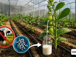 « MOUUUVEZ-VOUS LES VACHES » : des scientifiques israéliens trouvent une nouvelle façon de produire une véritable protéine du lait